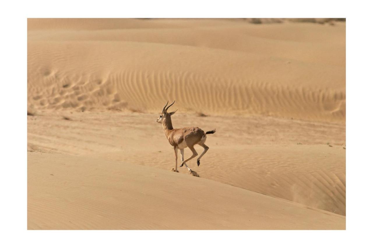 Manvar Resort & Desert Camp Dechu 외부 사진
